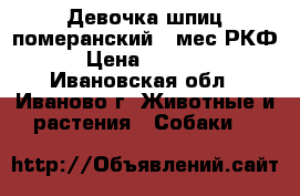 Девочка шпиц померанский 3 мес РКФ  › Цена ­ 30 000 - Ивановская обл., Иваново г. Животные и растения » Собаки   